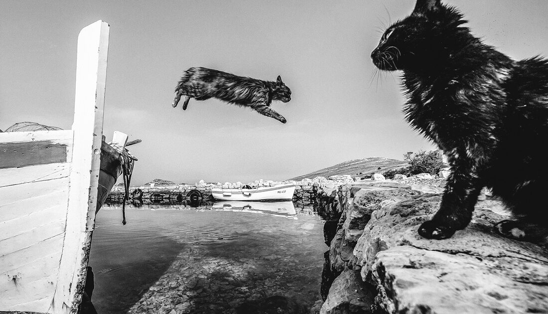 mfk-stipe-surać-gladni-lopovi